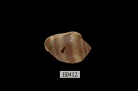 藏品(鼬耳螺)的圖片